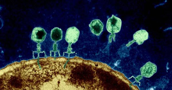 Foto: Fagos atacando a una bacteria (NIH)