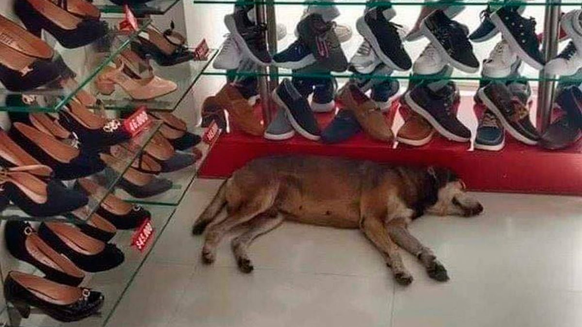 El dueño de una zapatería se niega a sacar a un perro callejero de su tienda