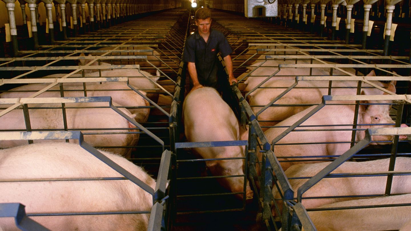 El 80% de la producción mundial de antibióticos se emplea en ganadería. 
