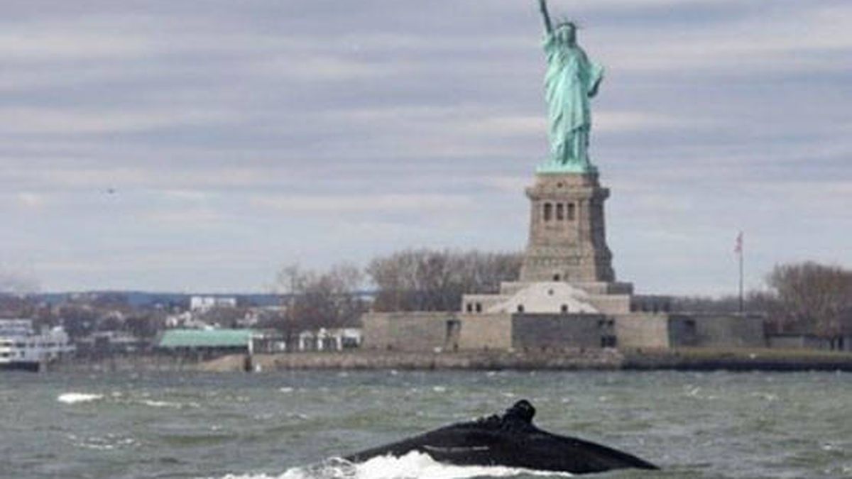 Una ballena jorobada 'visita' la Estatua de la Libertad