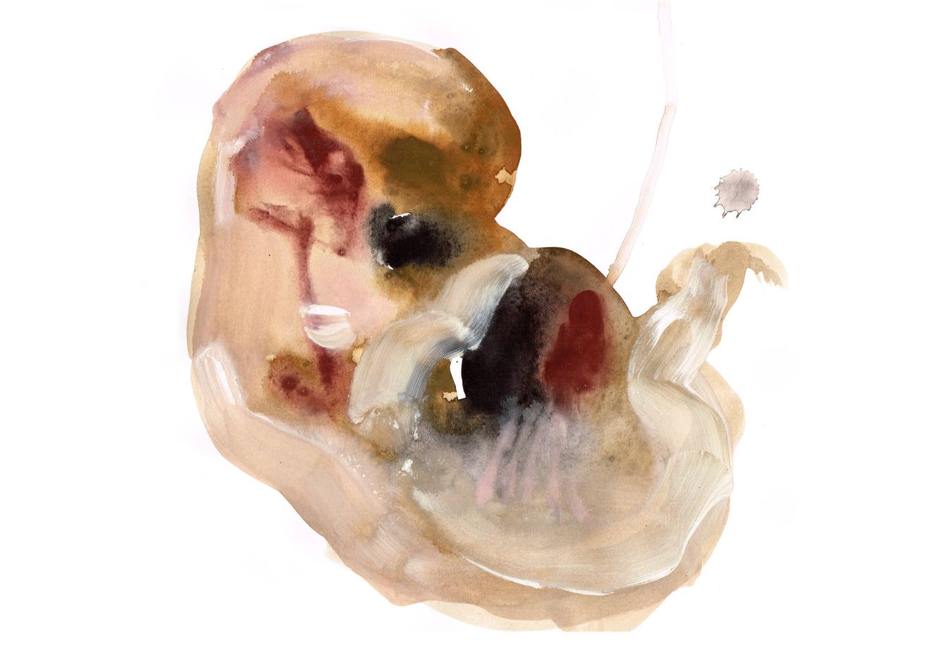 Ilustración de un embrión de Paula Bonet para su libro 'Roedores'