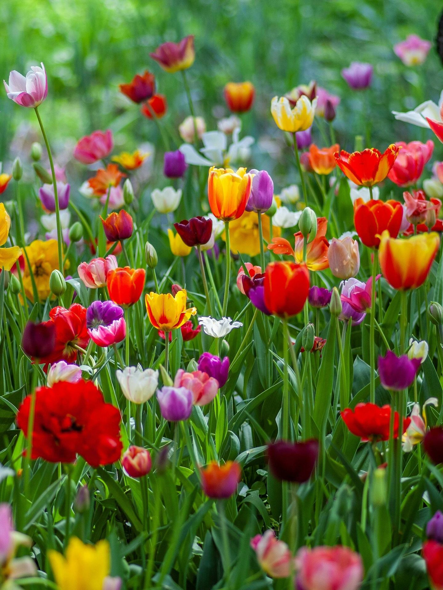 Tulipanes, flor de Holanda. (Cortesía)