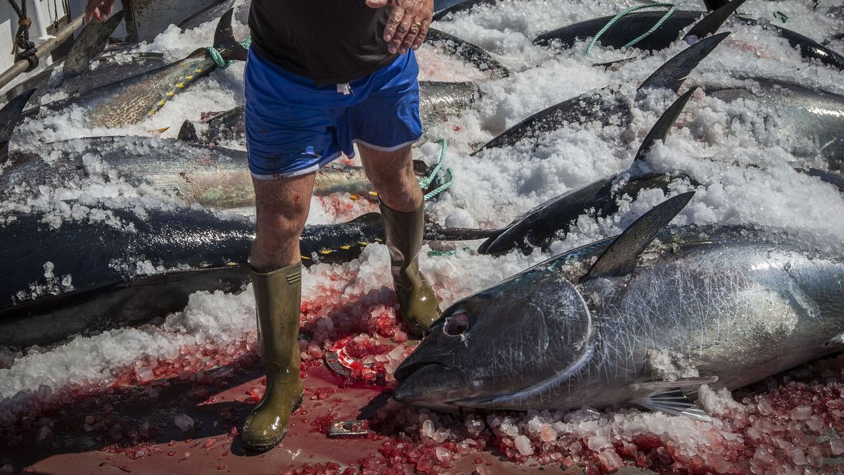 El Gobierno maltés destituye a su jefa de Pesca por cobrar de la red española de atún