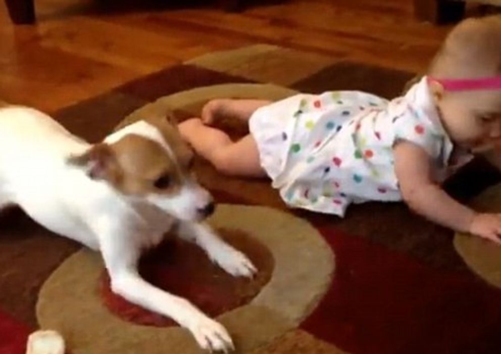 Foto: Buddy, el perro, "enseña" a gatear a un bebé. (YouTube)