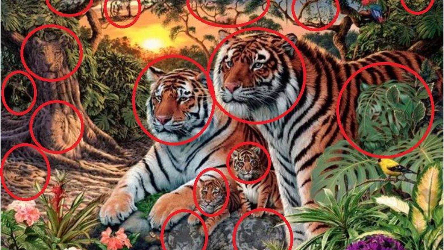 Tigres en los círculos