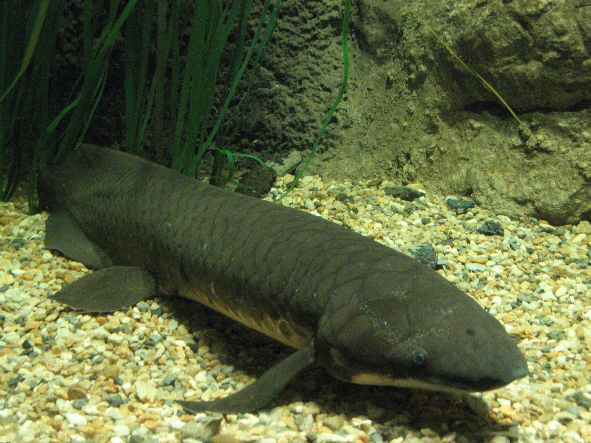 Foto: El pez pulmonado cuenta con un gran genoma. (CC/Wikimedia Commons)