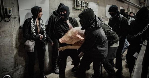 Foto: Un grupo de activistas 'libera' un cerdo de una explotación ganadera. (Mythical Mia)