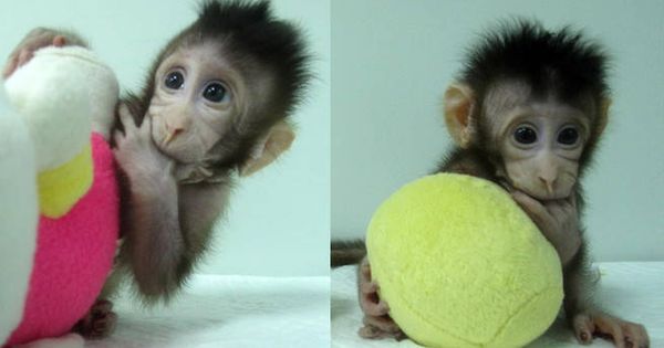 Foto: Zhong Zhong y Hua Hua son los primeros monos clonados mediante transferencia nuclear de células somáticas. / Qiang Sun and Mu-ming Poo / Chinese Academy of Sciences