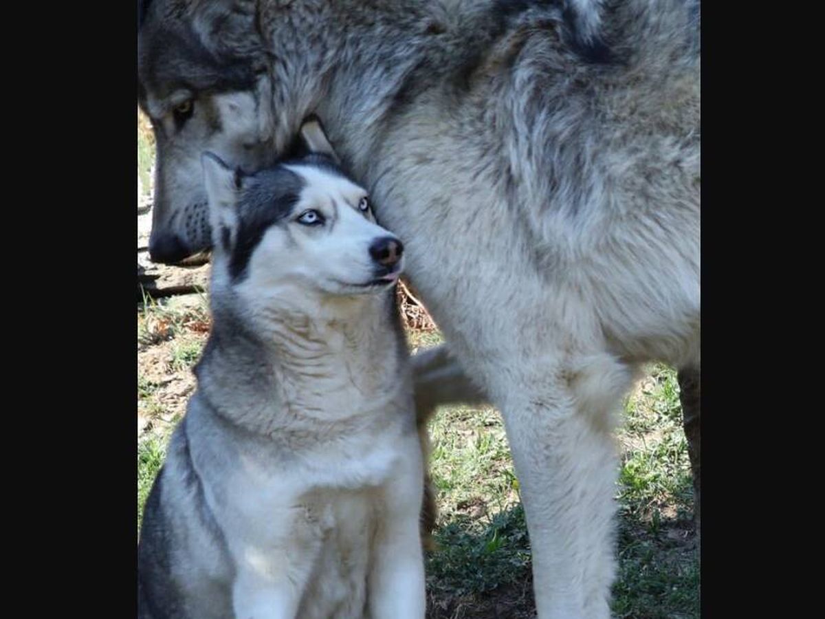 Foto: La diferencia abismal de tamaño entre lobos y perros que no conocías (Twitter/@todayyearsoldig)