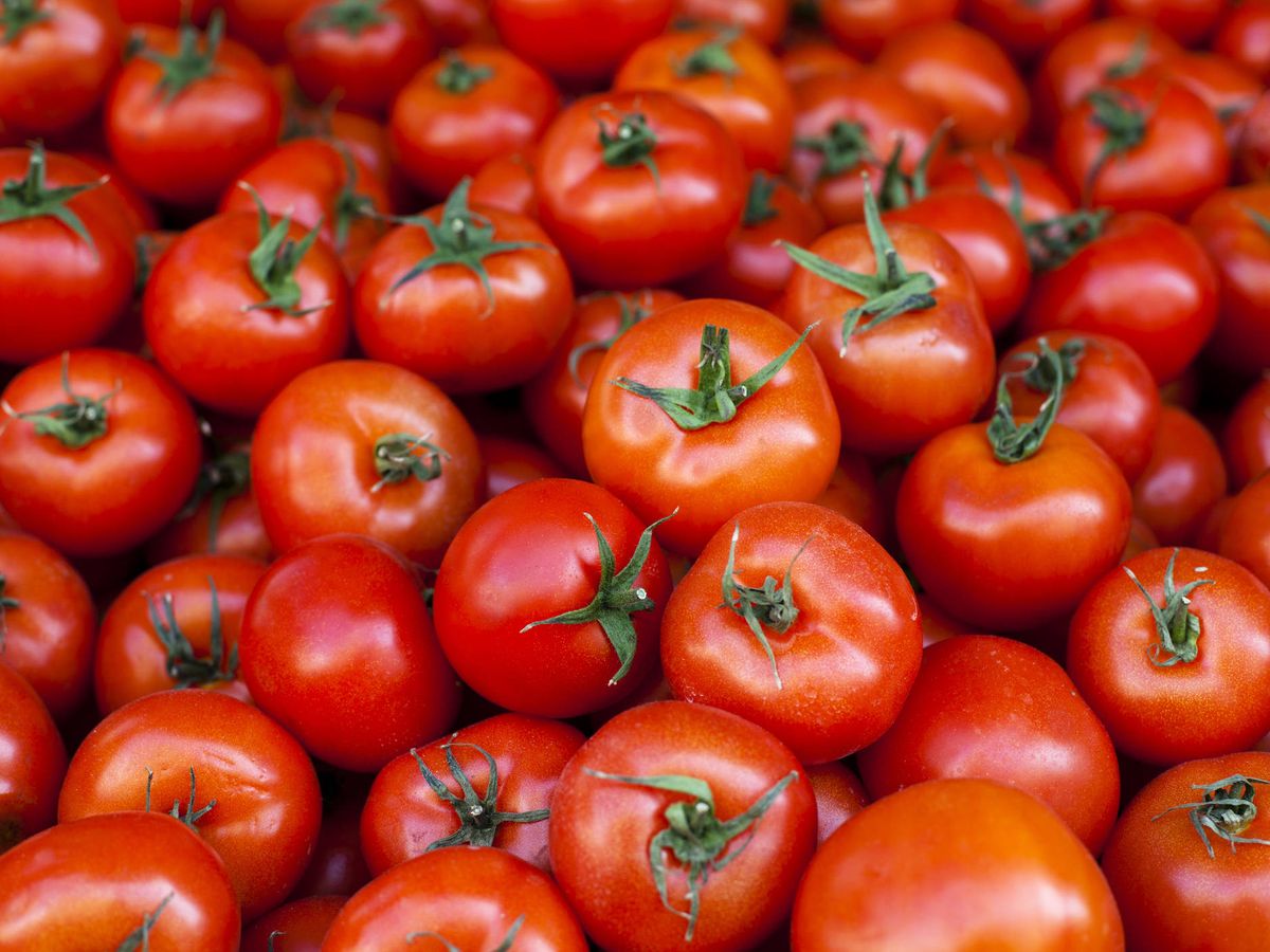 Foto: Tomates rojos. (iStock)