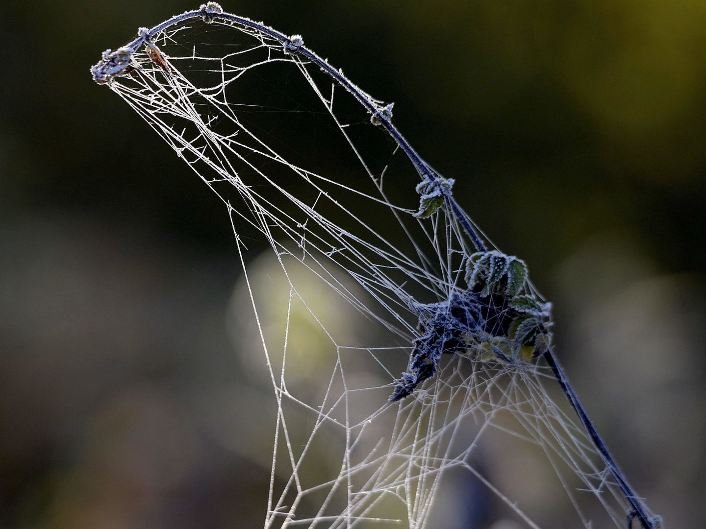 Las arañas se volvían más agresivas tras los ciclones (EFE/EPA/Darek Delmanowicz)