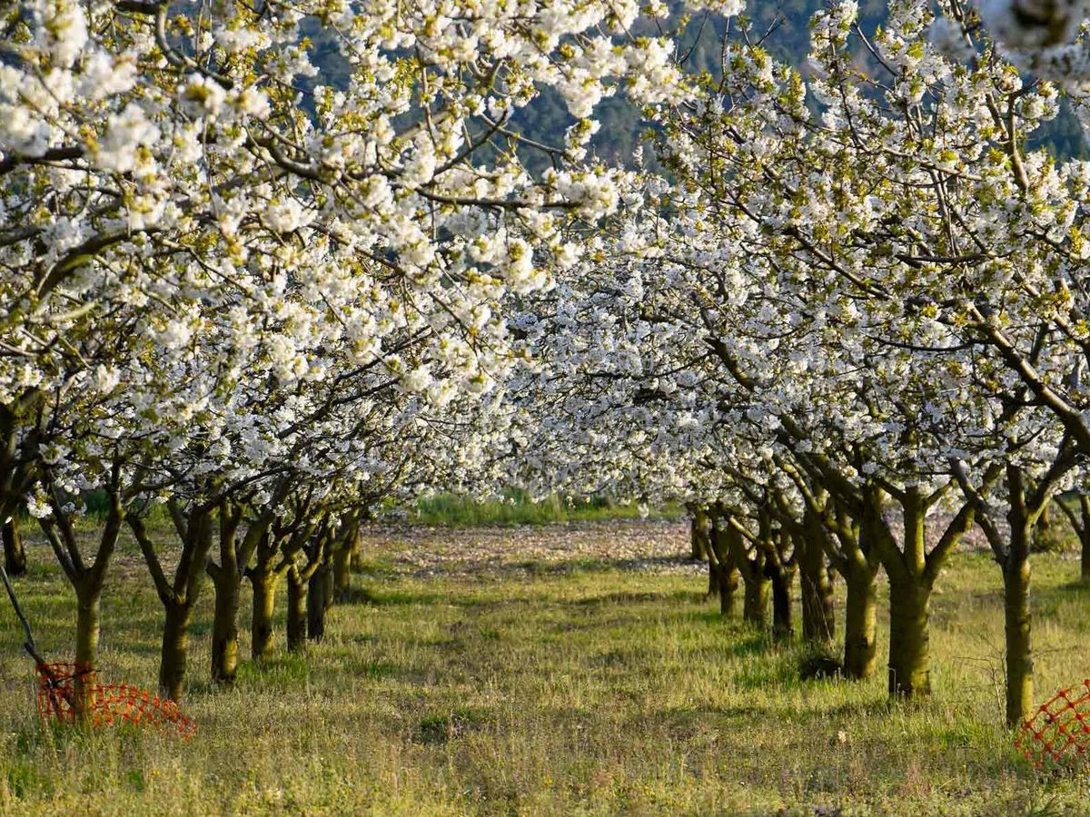 Foto: La zona de España donde disfrutar de los cerezos en flor durante el mes de marzo (valledecaderechas.com)