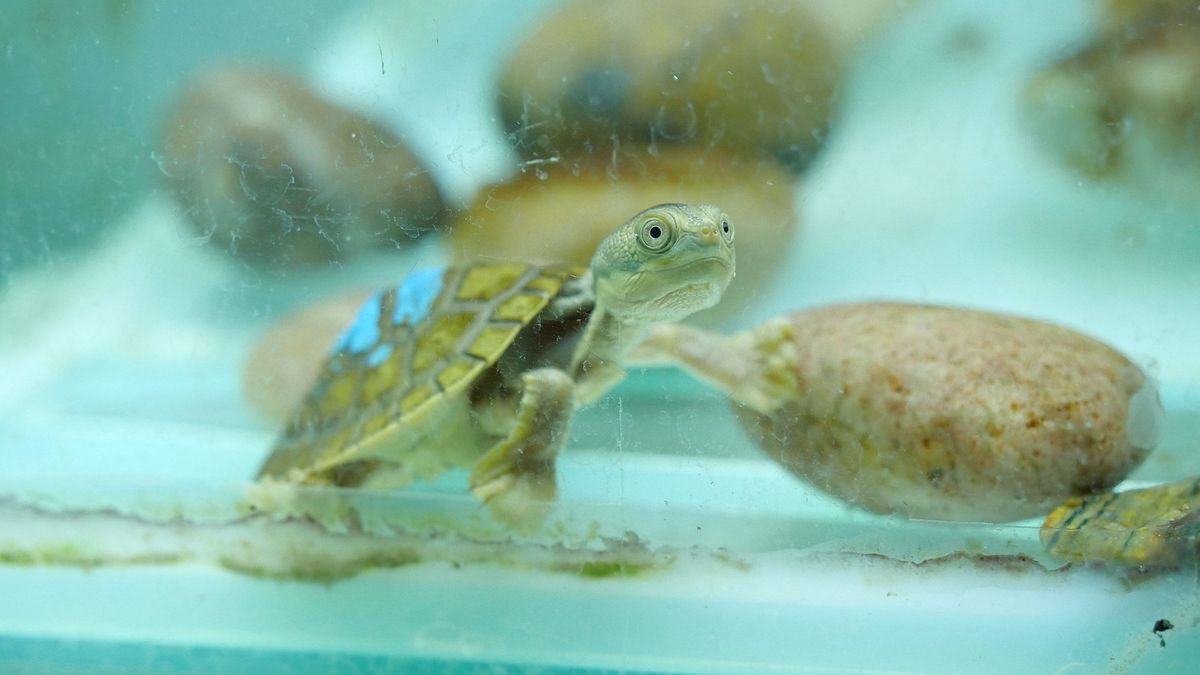 Desmantelan en Mallorca el mayor criadero ilegal de tortugas de Europa