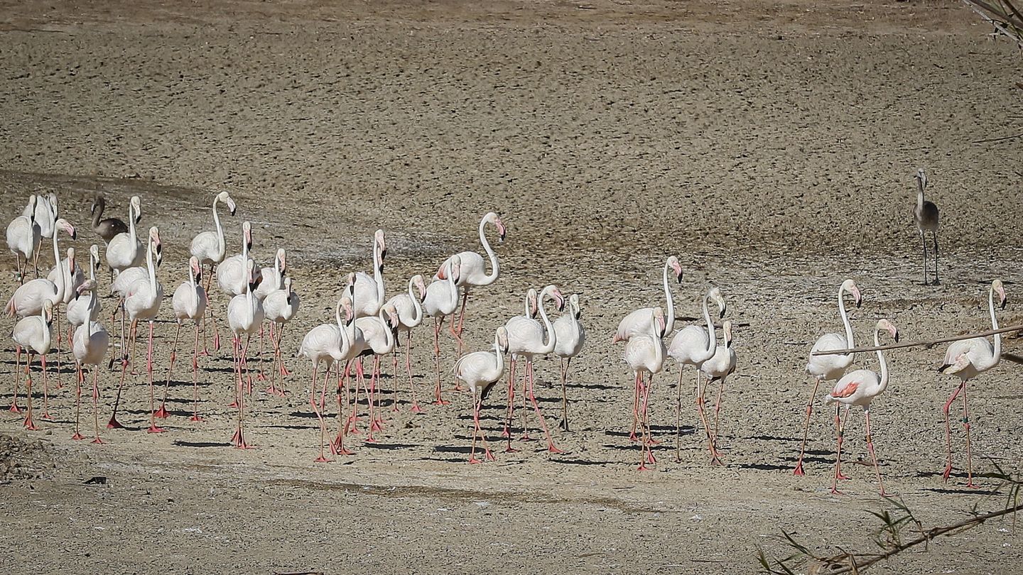 Unos flamencos recorren una laguna seca en Doñana. (EFE/J.M.Vidal) 