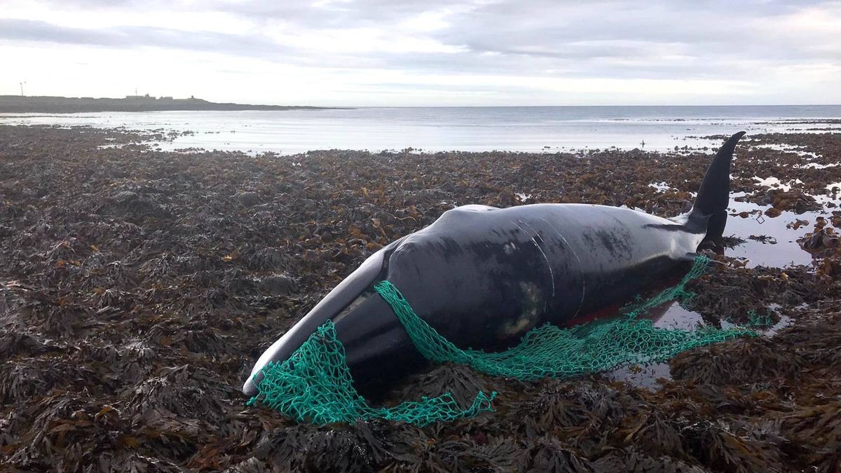 Una ballena embarazada muere tras quedar atrapada en una red de pesca