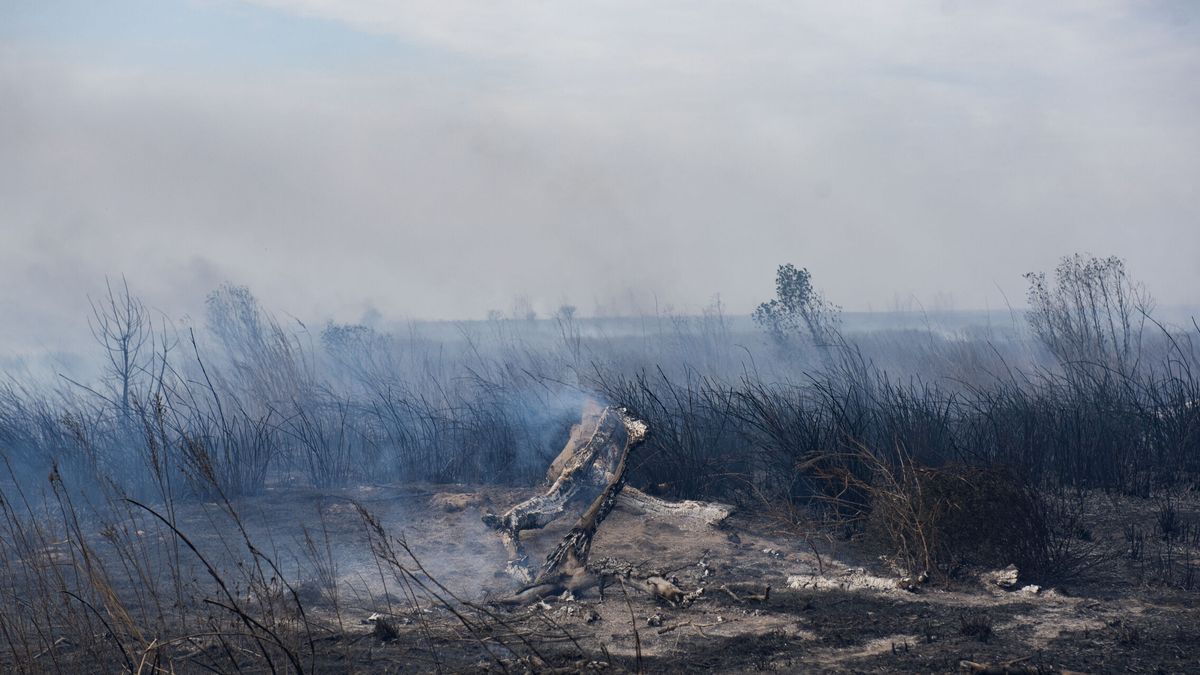 Mueren al menos 12 terneros de una granja escuela de Aragón tras una quema forestal