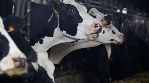 Preocupación por la rápida expansión de la gripe aviar entre vacas en EEUU: ¿está España en riesgo?