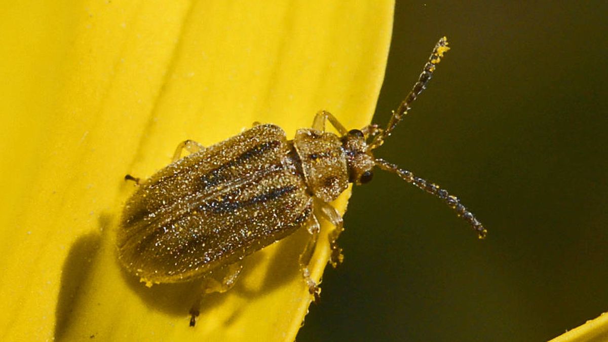 Este escarabajo ayuda a que dos millones de europeos no tengan alergia