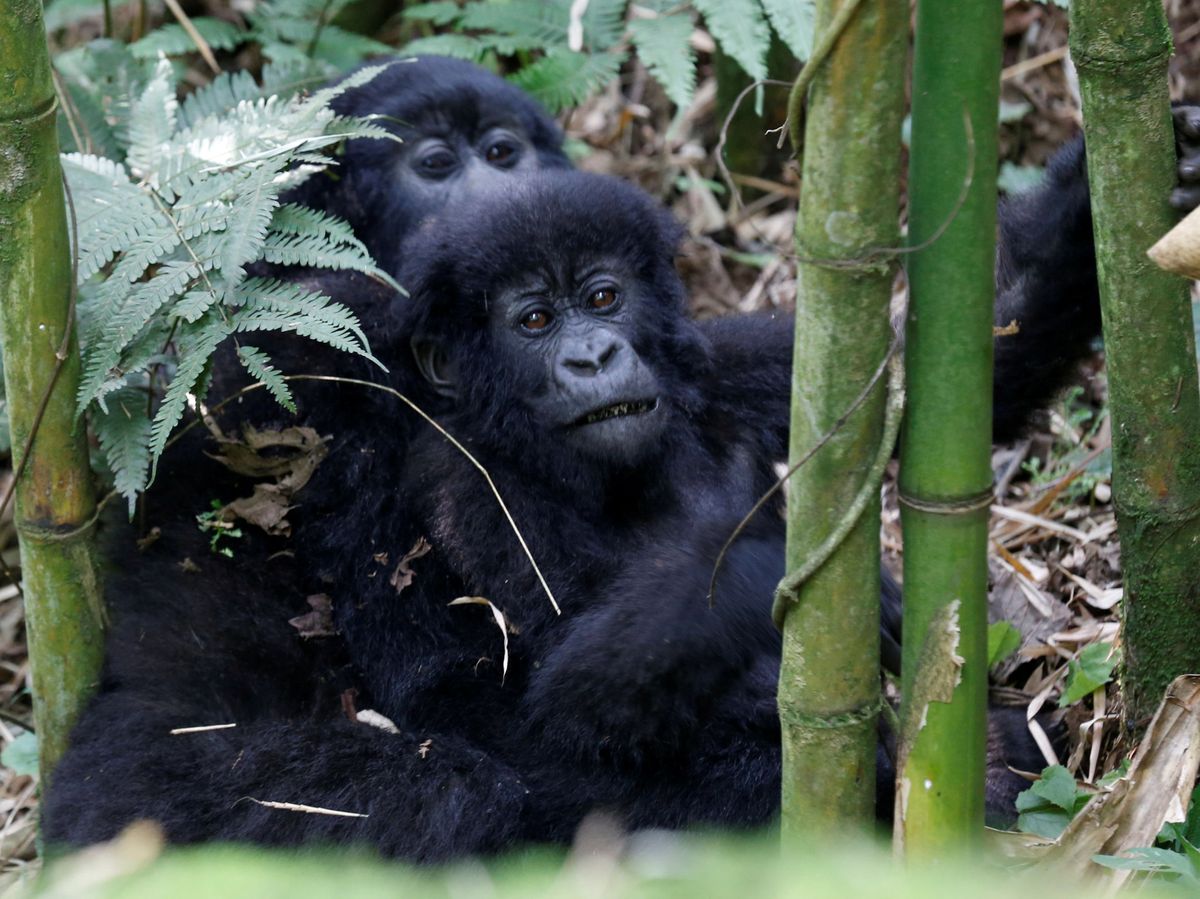 Foto: Gorilas en el Parque Nacional de los Volcanes, en Ruanda. (Reuters)