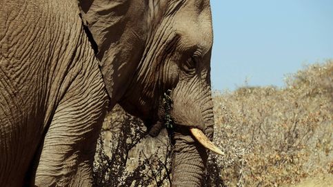 ¿Qué pasará con el elefante que ha matado a un turista español en Sudáfrica?