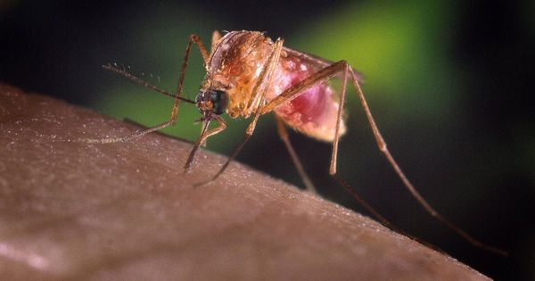 Foto: Mosquito Aedes japonicus