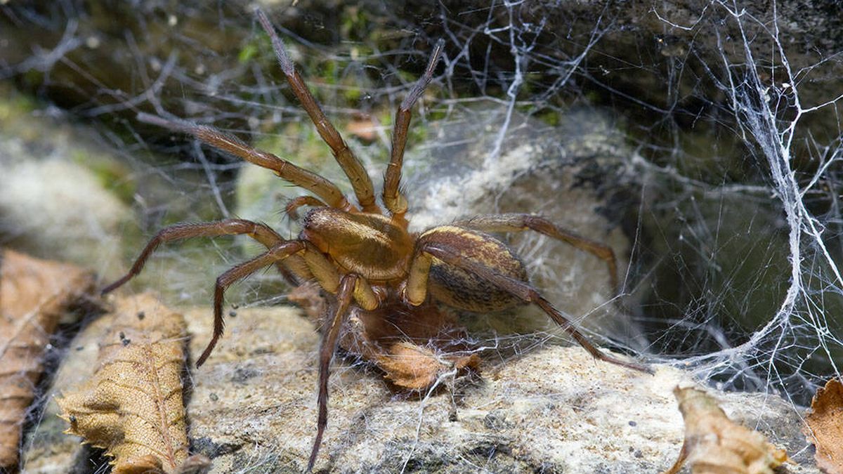 Por qué hay ciertas arañas que se hacen las muertas cuando se reproducen 