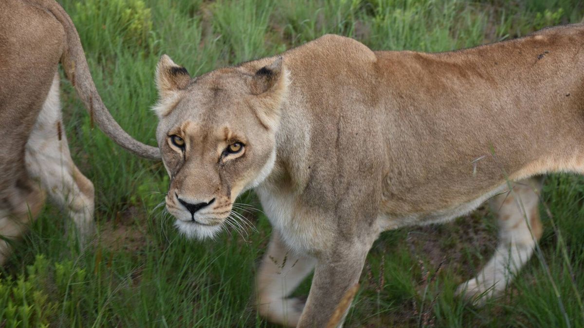 Una leona evita que su cachorro caiga en un pozo de agua en una reserva de Kenia