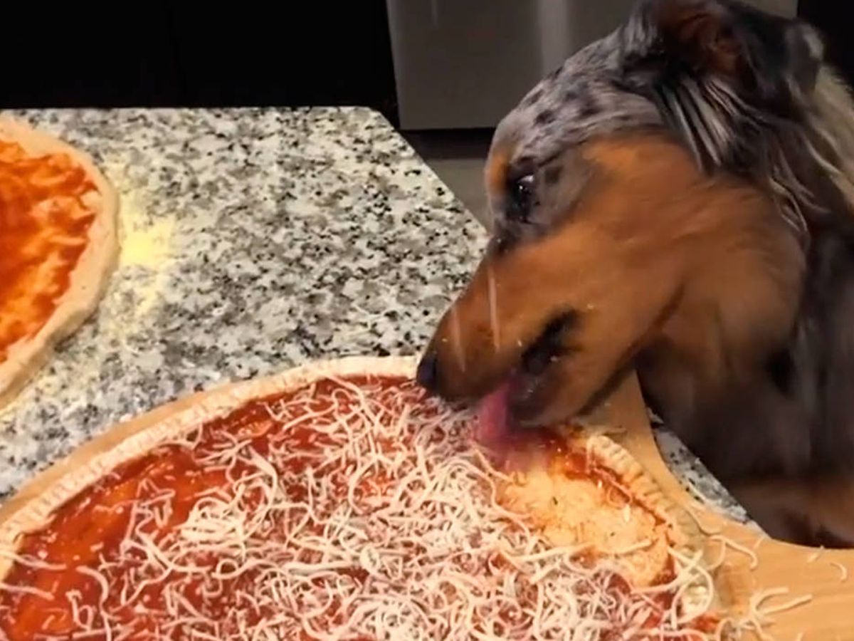Foto: Moose disfrutó de un homenaje gastronómico con la pizza de sus dueños (Foto: Instagram)