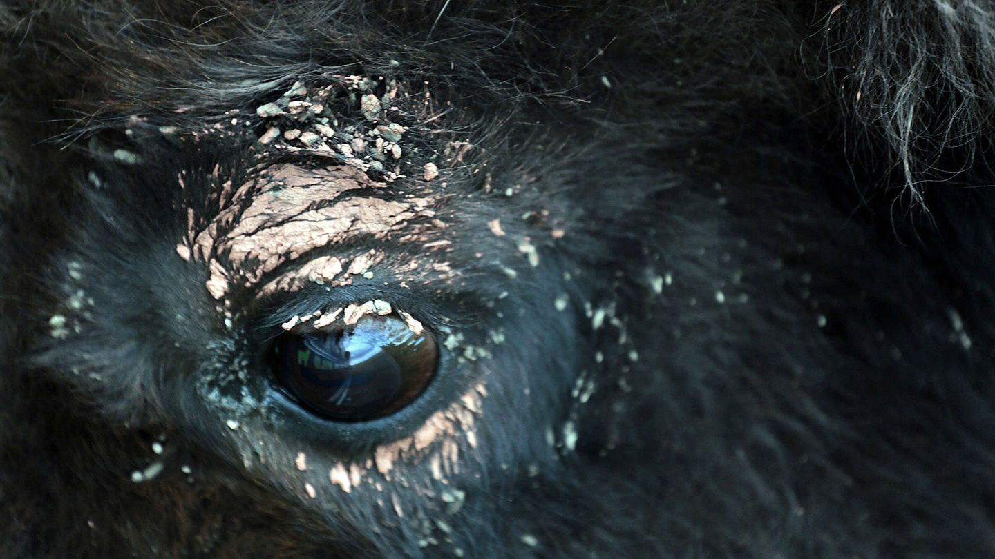 El pequeño ojo de un bisonte, cubierto de barro. (Andoni Canela)