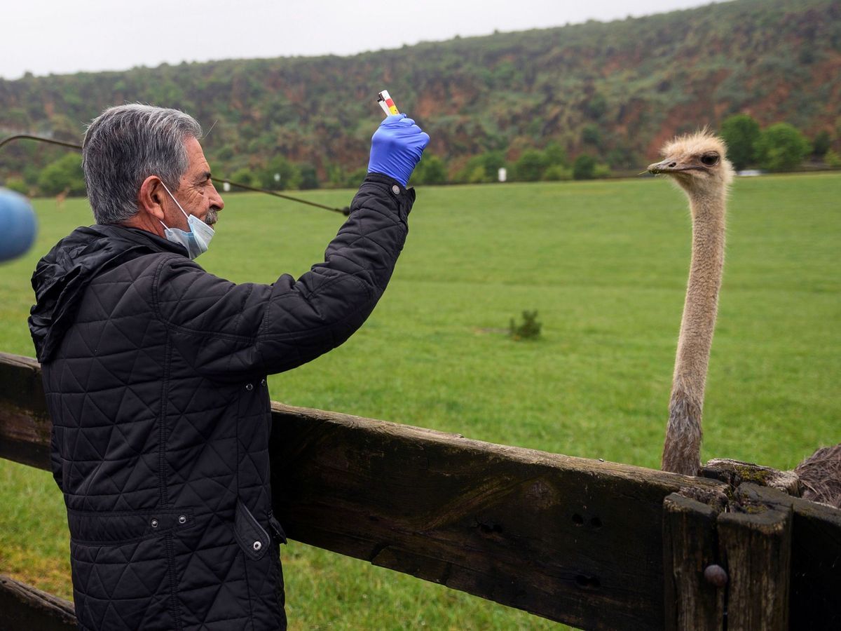 Foto: El presidente de Cantabria, Miguel Ángel Revilla, alimenta a un avestruz en Cabárceno. (EFE/Pedro Puente Hoyos)