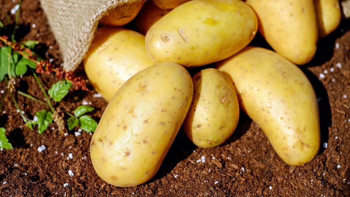 ¿Y si las patatas tuvieran la clave para combatir el cáncer?
