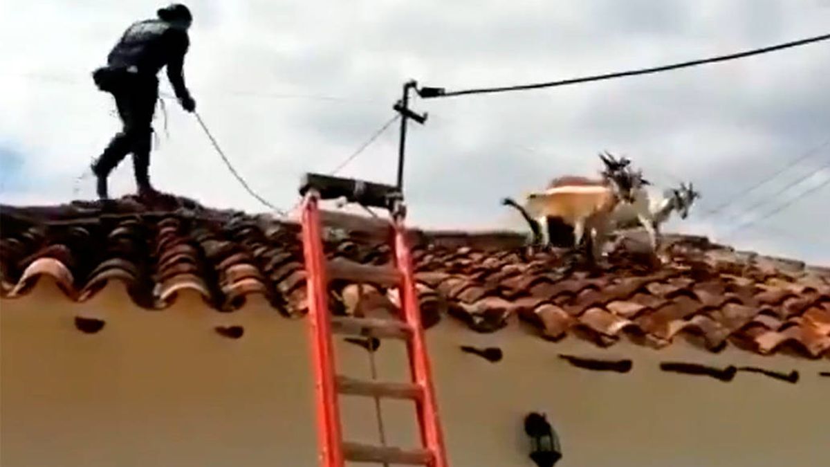 Vídeo | El rescate más inesperado: los bomberos bajan de un tejado a un rebaño de cabras
