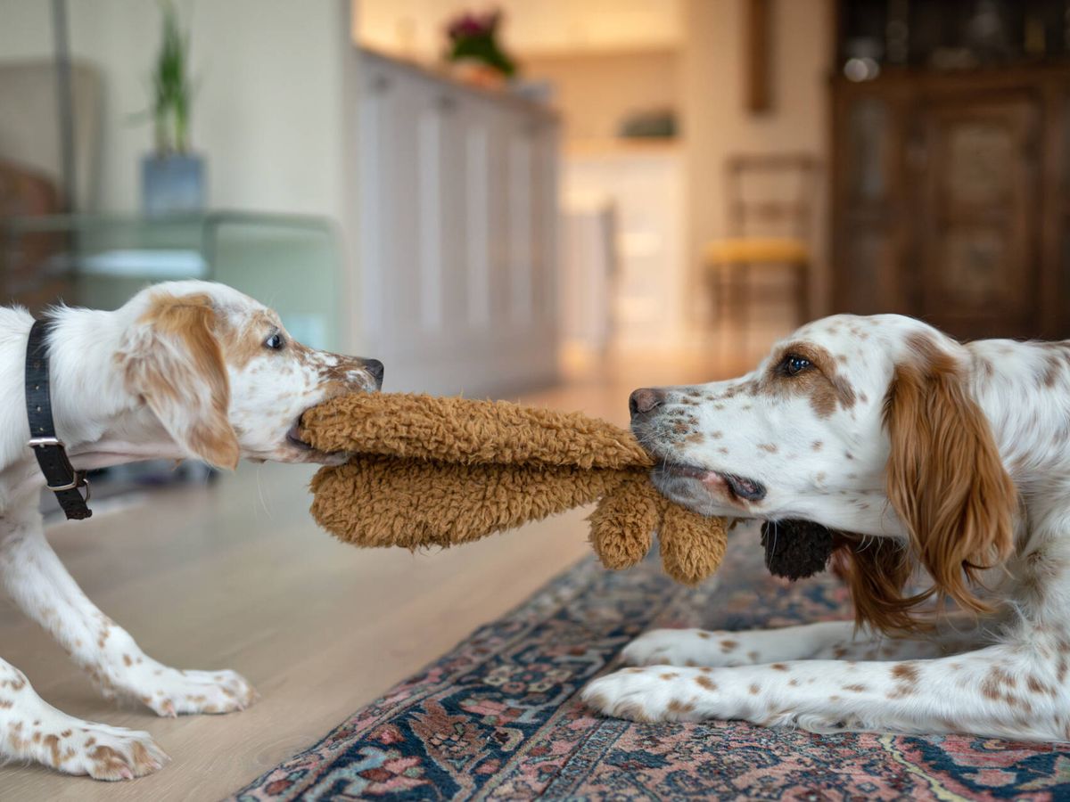 Foto: Dos perros discutiendo por un peluche (iStock)