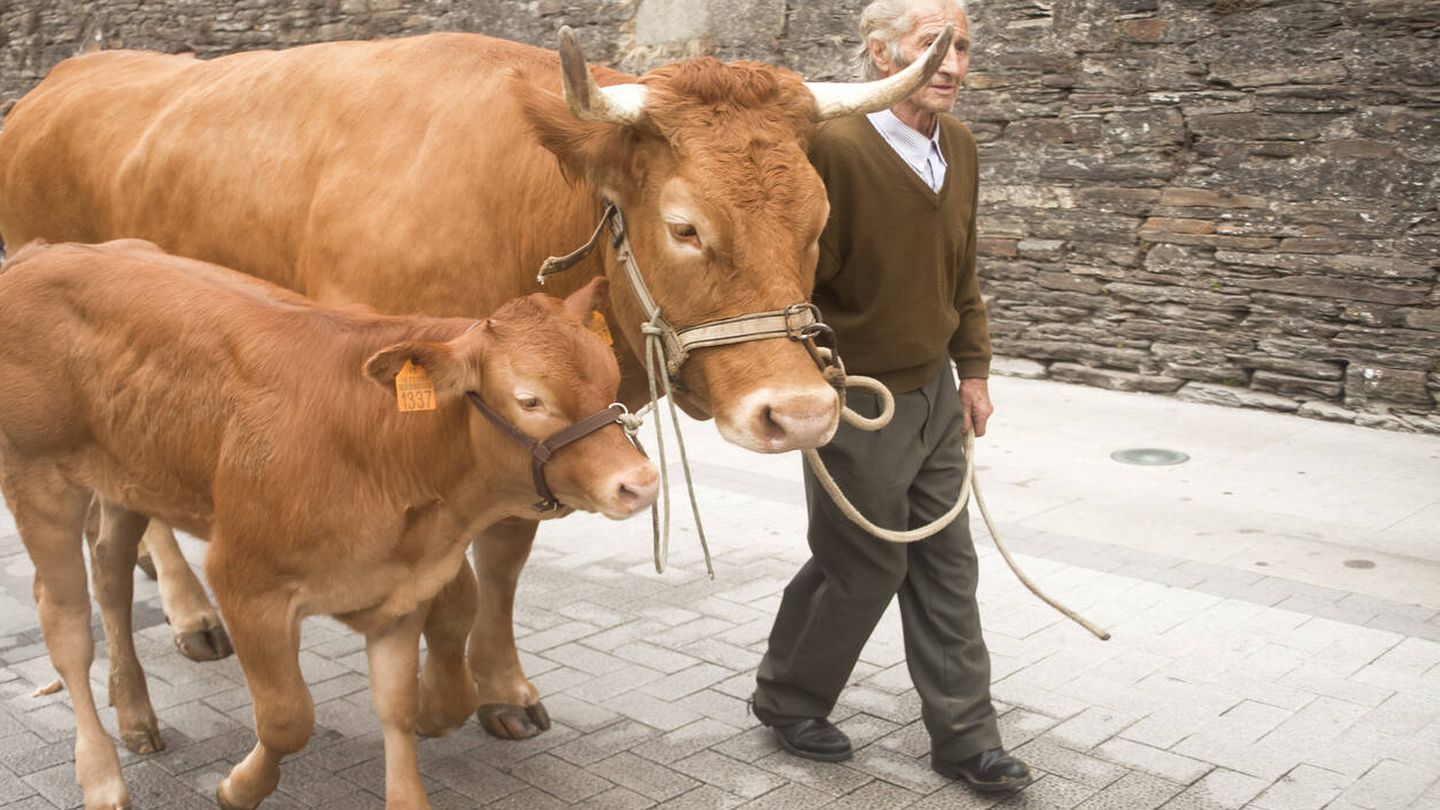 Ganadero de Lugo con vacas rubias.  (iStock)