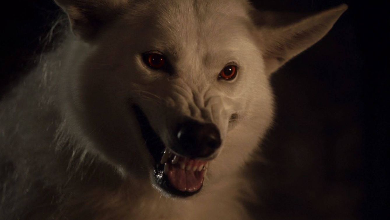Fantasma, el lobo guardián de Jon Snow ('Juego de tronos').