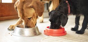 Post de ¿Cuál es la mejor alimentación para nuestras mascotas? Responden los expertos