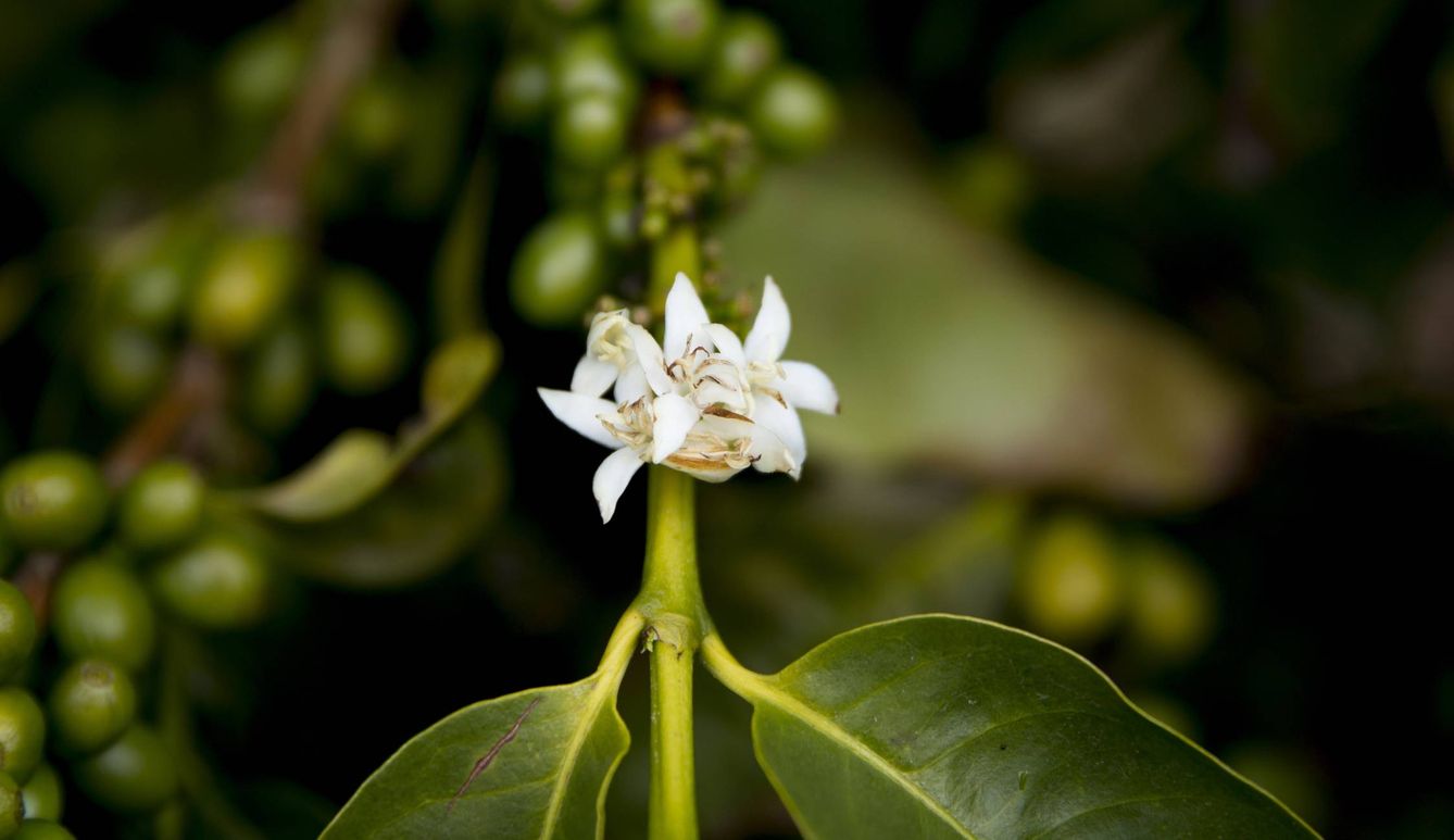 La flor de 'Caffea arabica' (University of California, Davis)
