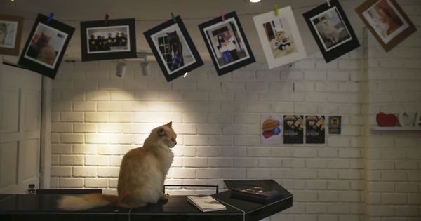 Foto: Un gato descansa frente a una serie de fotografías de felinos. (EFE)
