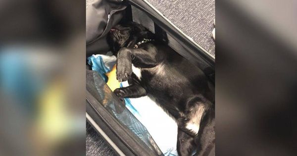 Foto: El perro de una pasajera ha muerto en un vuelo de United Airlines, tras ser obligada su dueña a colocarlo en el compartimento superior