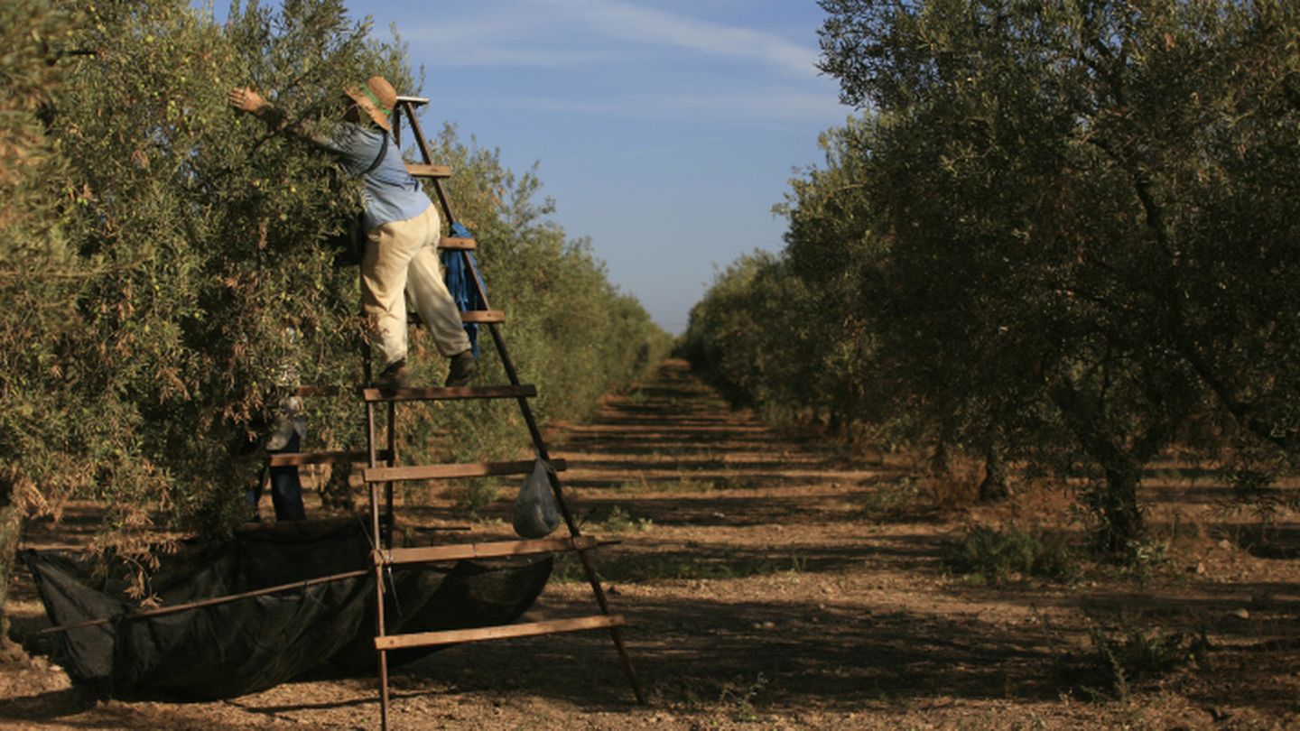 El número de autónomos en la agricultura se ha triplicado desde el comienzo de la crisis.(Reuters)