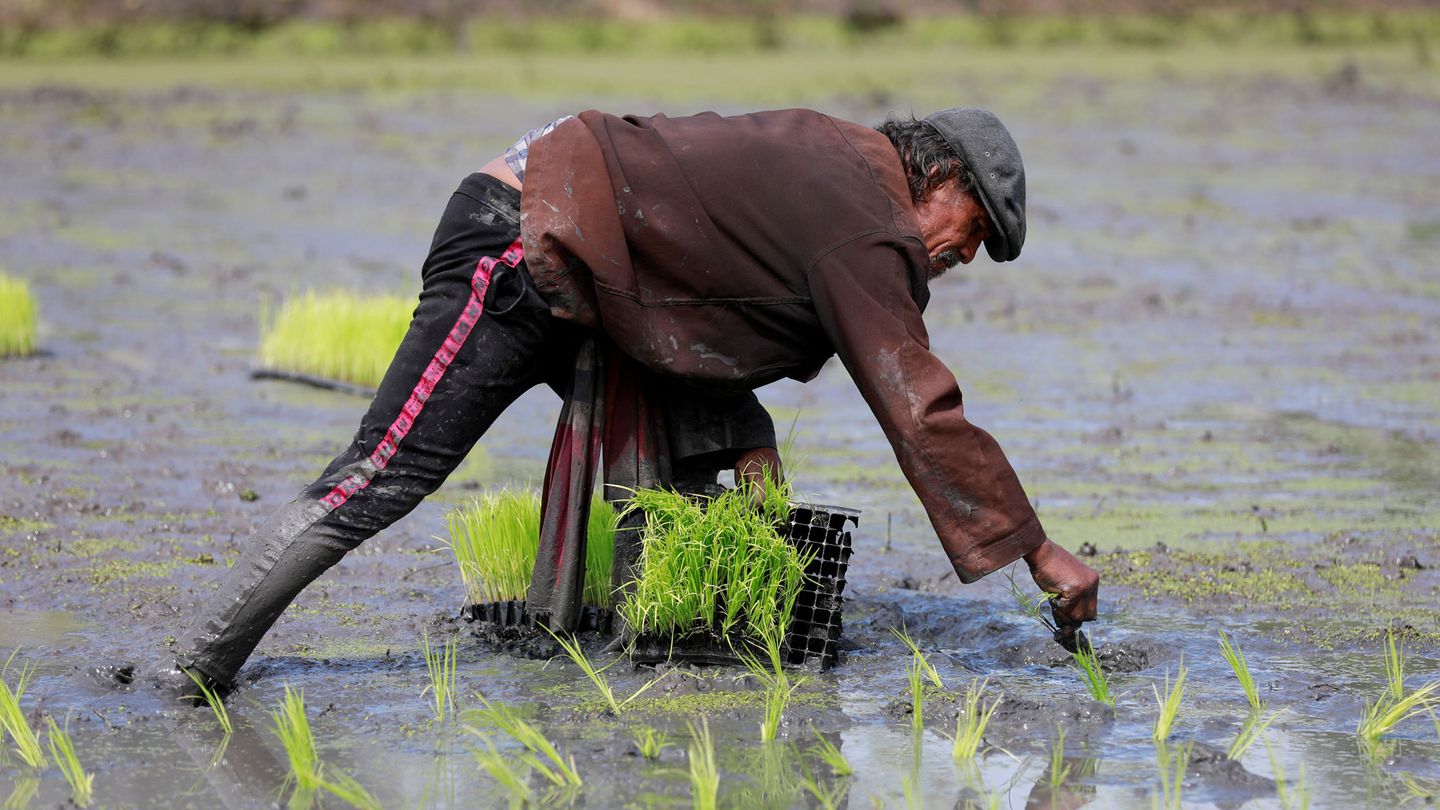 La inundación de los campos de arroz es  otra de las mayores fuentes de metano que existen. Foto: Reuters