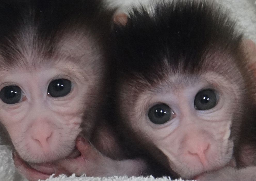 Foto: Las dos monas nacidas en China cuyo genoma fue editado con la técnica CRISPR