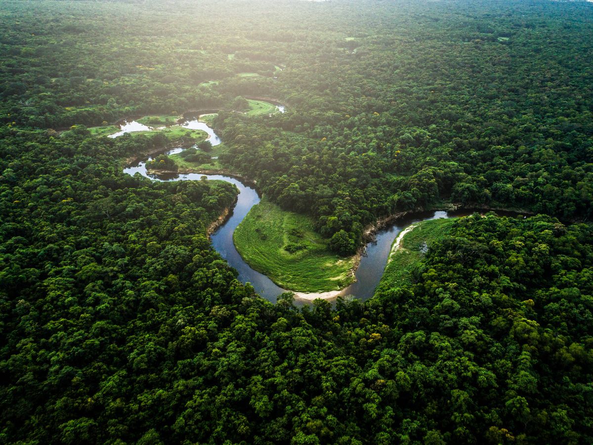 Un "punto de inflexión" dramático: por qué la selva amazónica puede  convertirse en sabana