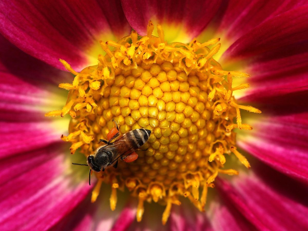 Foto: Abeja recolectando néctar. (EFE)
