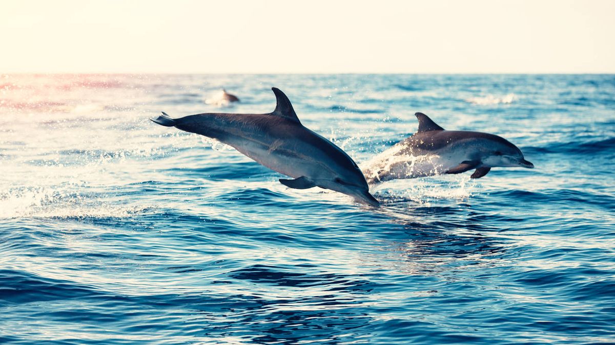 Las misteriosas muertes de delfines y los detectives que las están resolviendo
