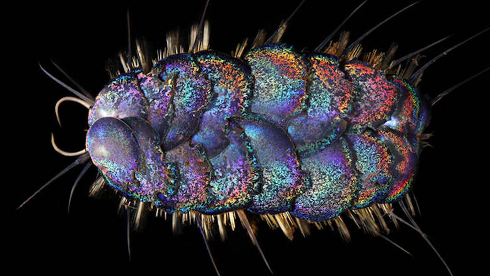 Esta nueva especie, descubierta en 2020, se llama el Feisty Elvis Worm. (Worms)