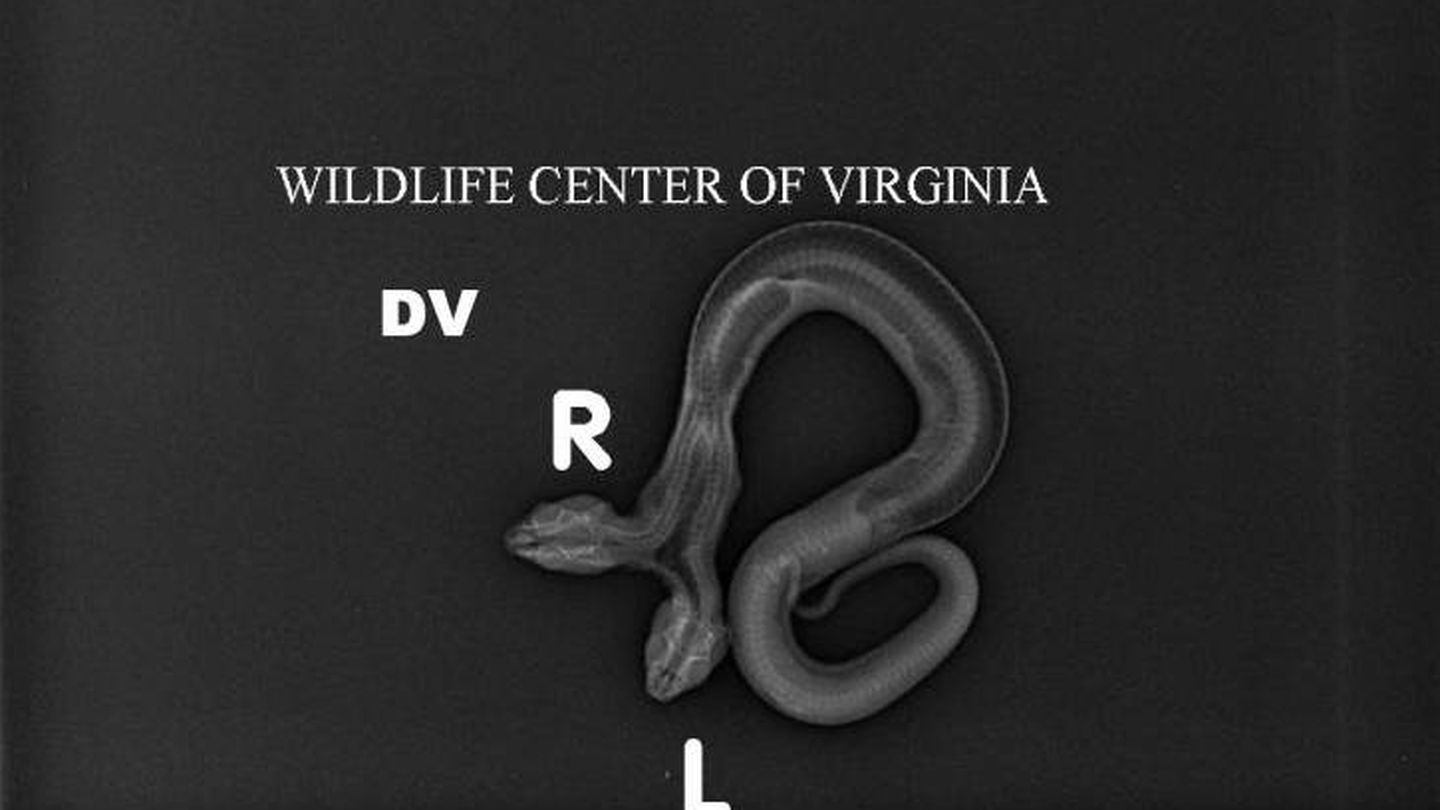 Radiografía de la serpiente con las dos cabezas (Foto: Wildlife Center Virginia)