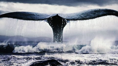 La maldición de Herman Melville: cómo 'Moby Dick' le hundió en vida