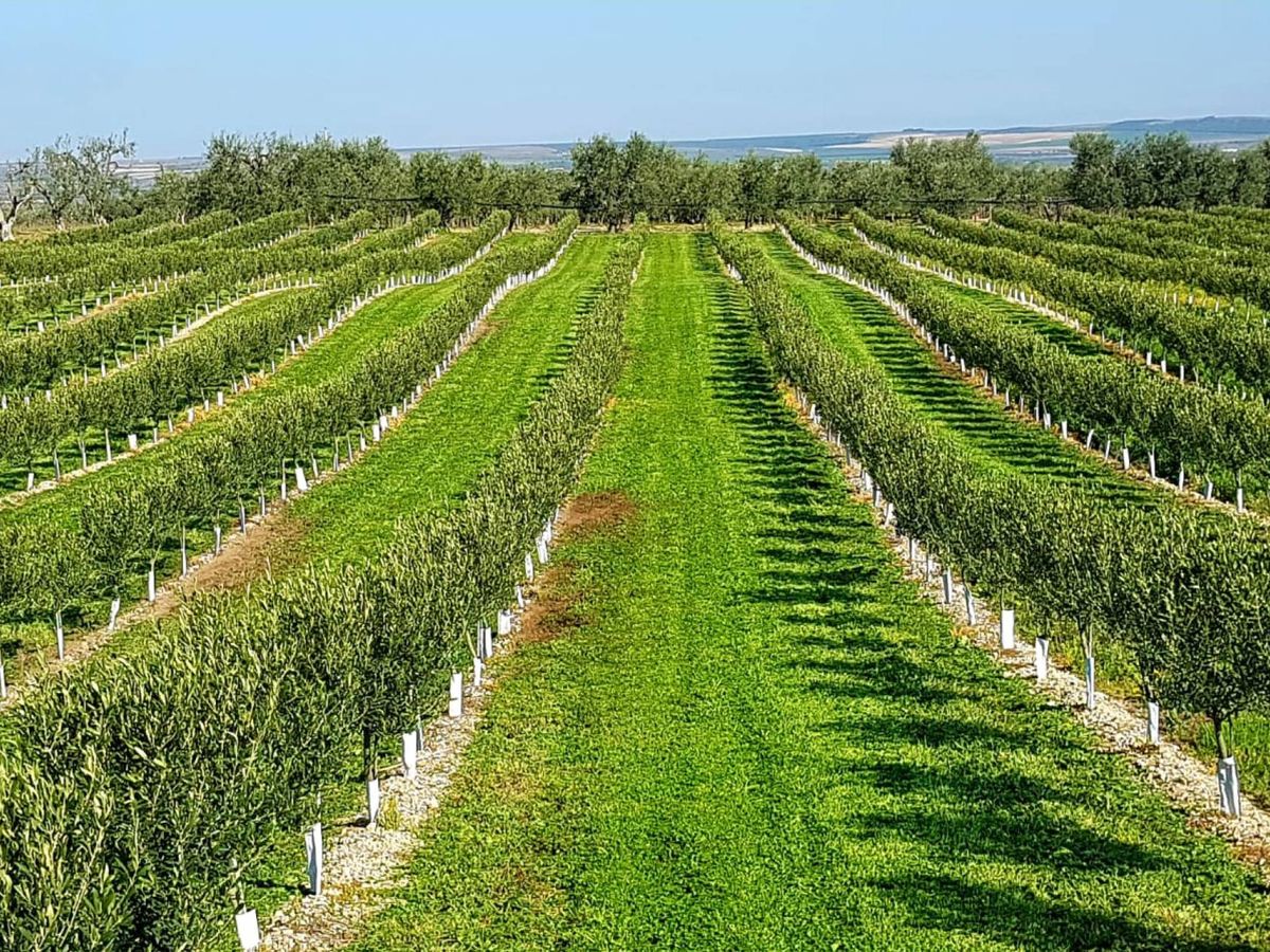 Foto: Imagen de un olivar de secano en España. (Agromillora)