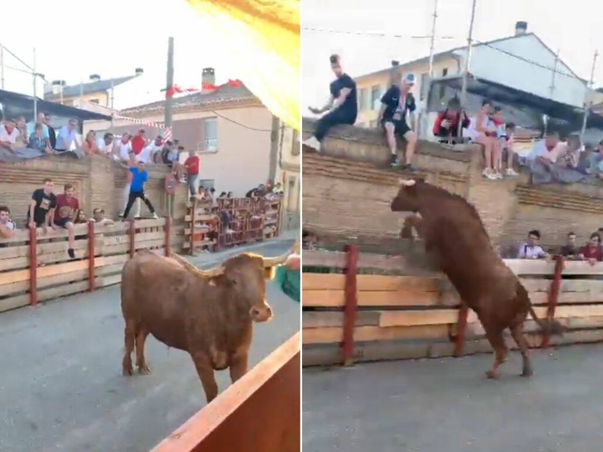 Foto: Pánico con una vaquilla en un encierro: salta la valla y hiere a dos personas en Navarra (Twitter/@NoticiasNavarra)